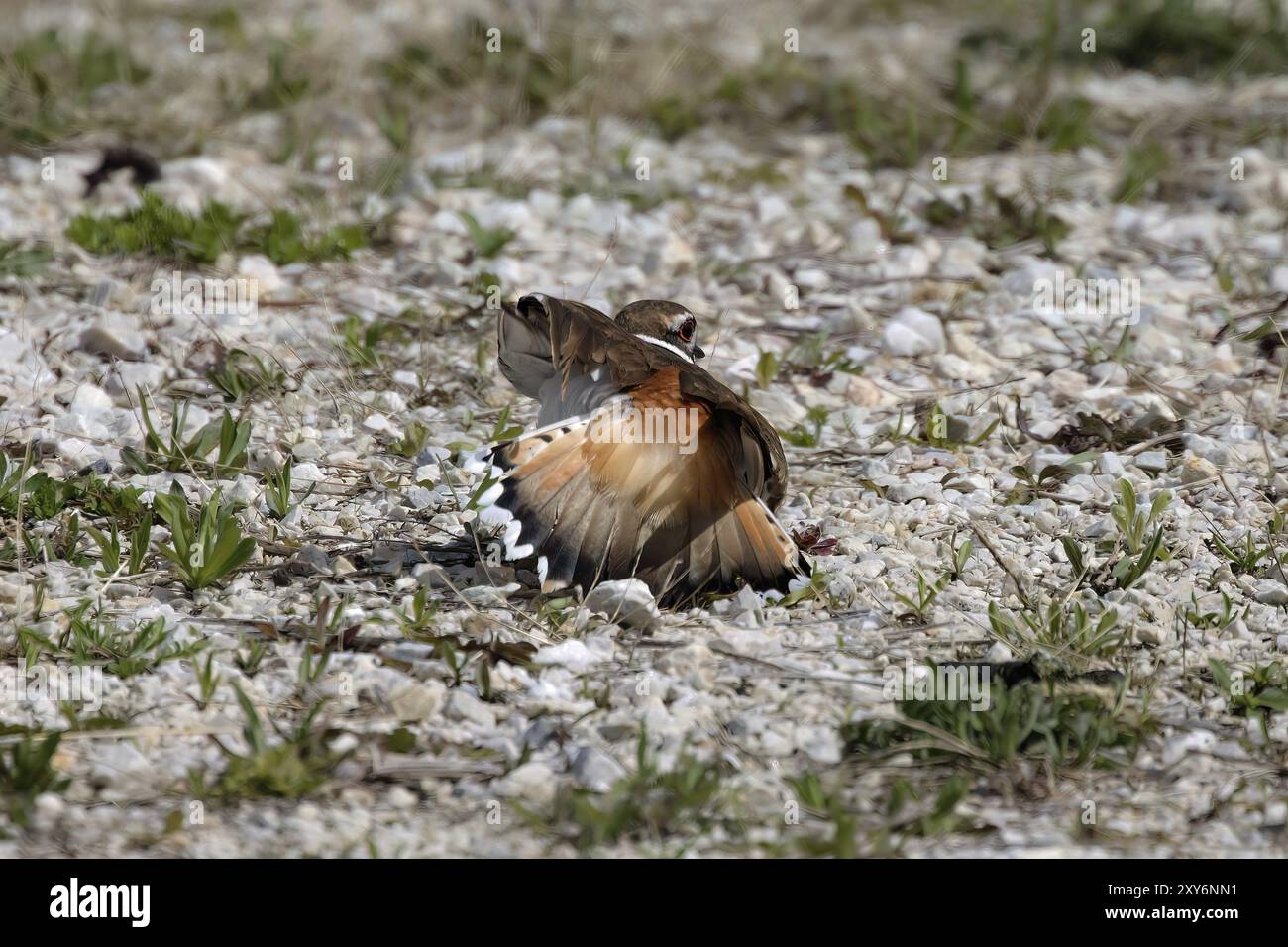 Il killdeer (Charadrius vociferus) è un grande plover che si trova nelle Americhe. Un uccello che imita una ferita in un nido vicino Foto Stock