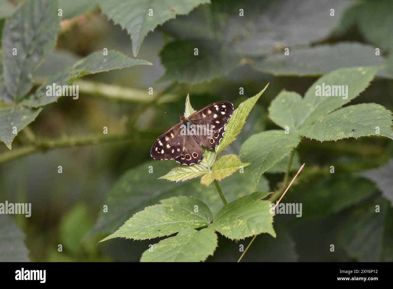 Immagine di una farfalla in legno macchiato (Parange aegeria) dall'alto, rivolta verso l'alto a sinistra con ali aperte e marcature visibili, scattata a luglio nel Regno Unito Foto Stock