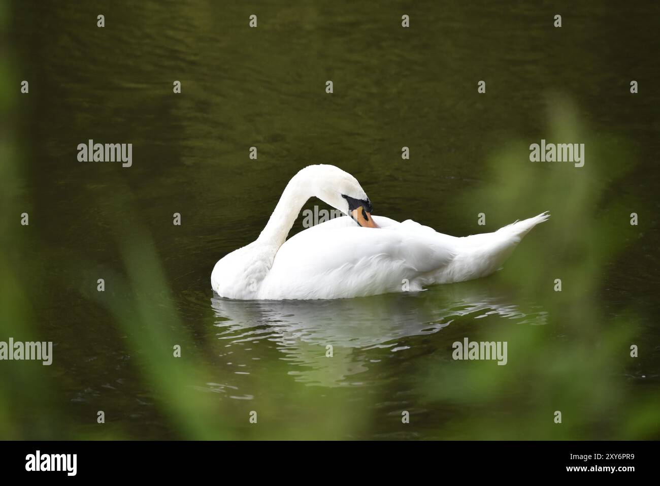 Mute Swan (Cygnus olor) Preening in Left-Profile, riflesso in Green Water with Soft Foreground, girato nel Regno Unito in estate Foto Stock