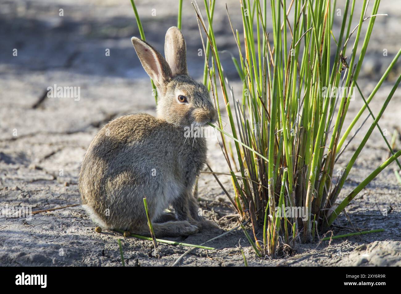 Coniglio selvatico, Oryctolagus cuniculus, rabbitaco europeo Foto Stock