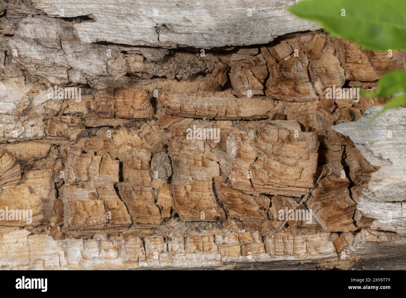 Legno selvatico come sfondo Foto Stock