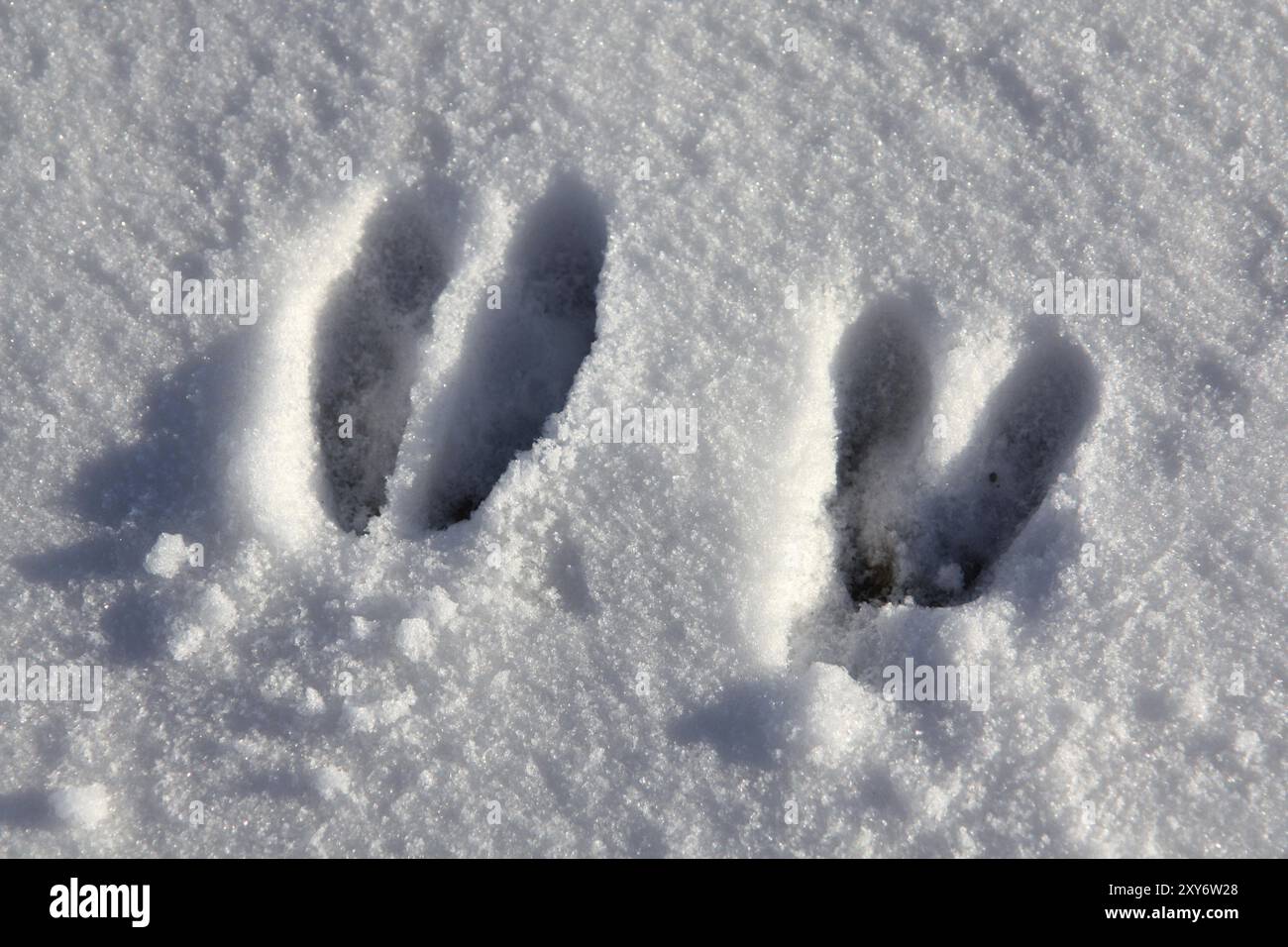 Tracce di cervi nella neve Foto Stock