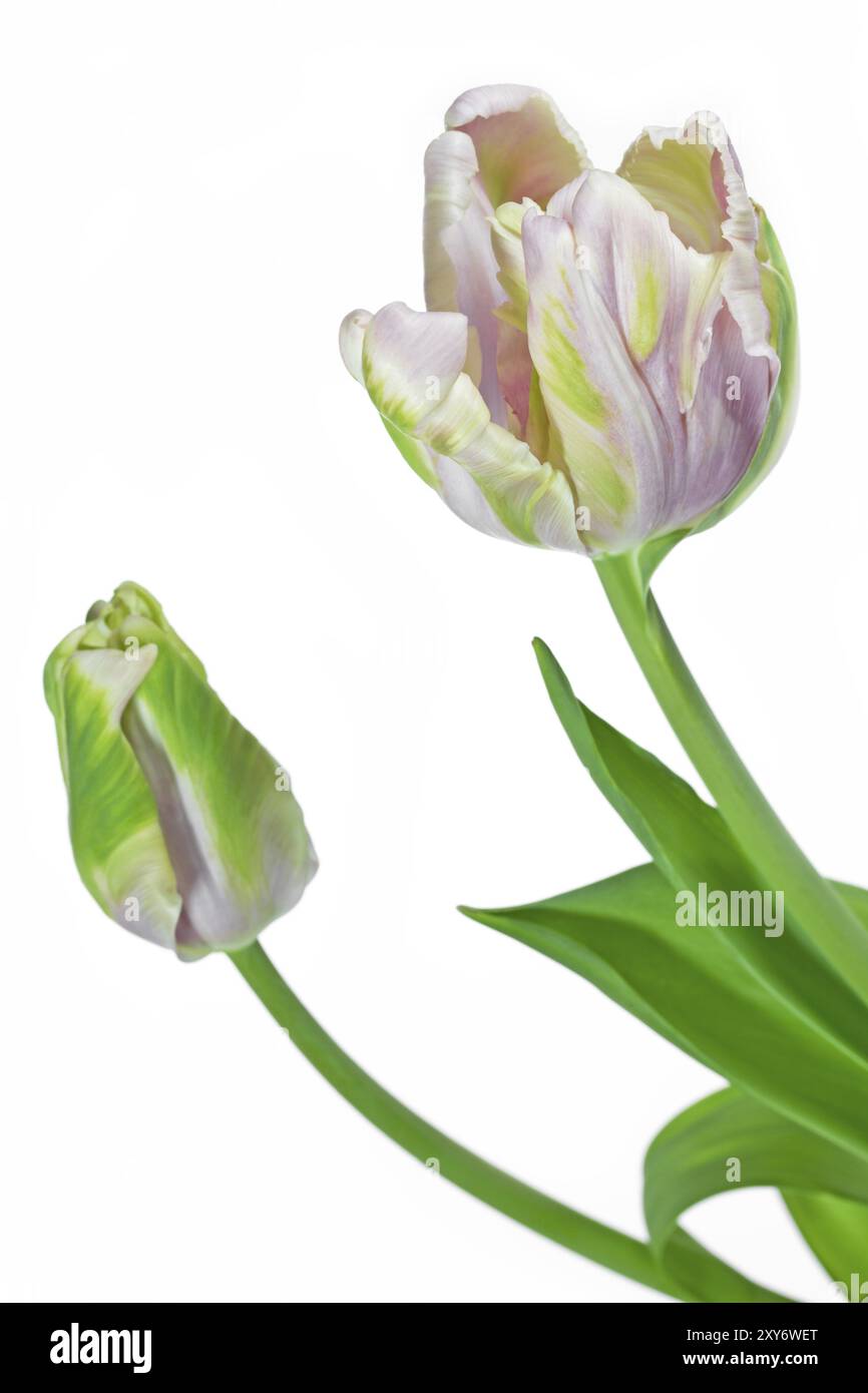 Tulipani di pappagallo rosa su sfondo bianco Foto Stock