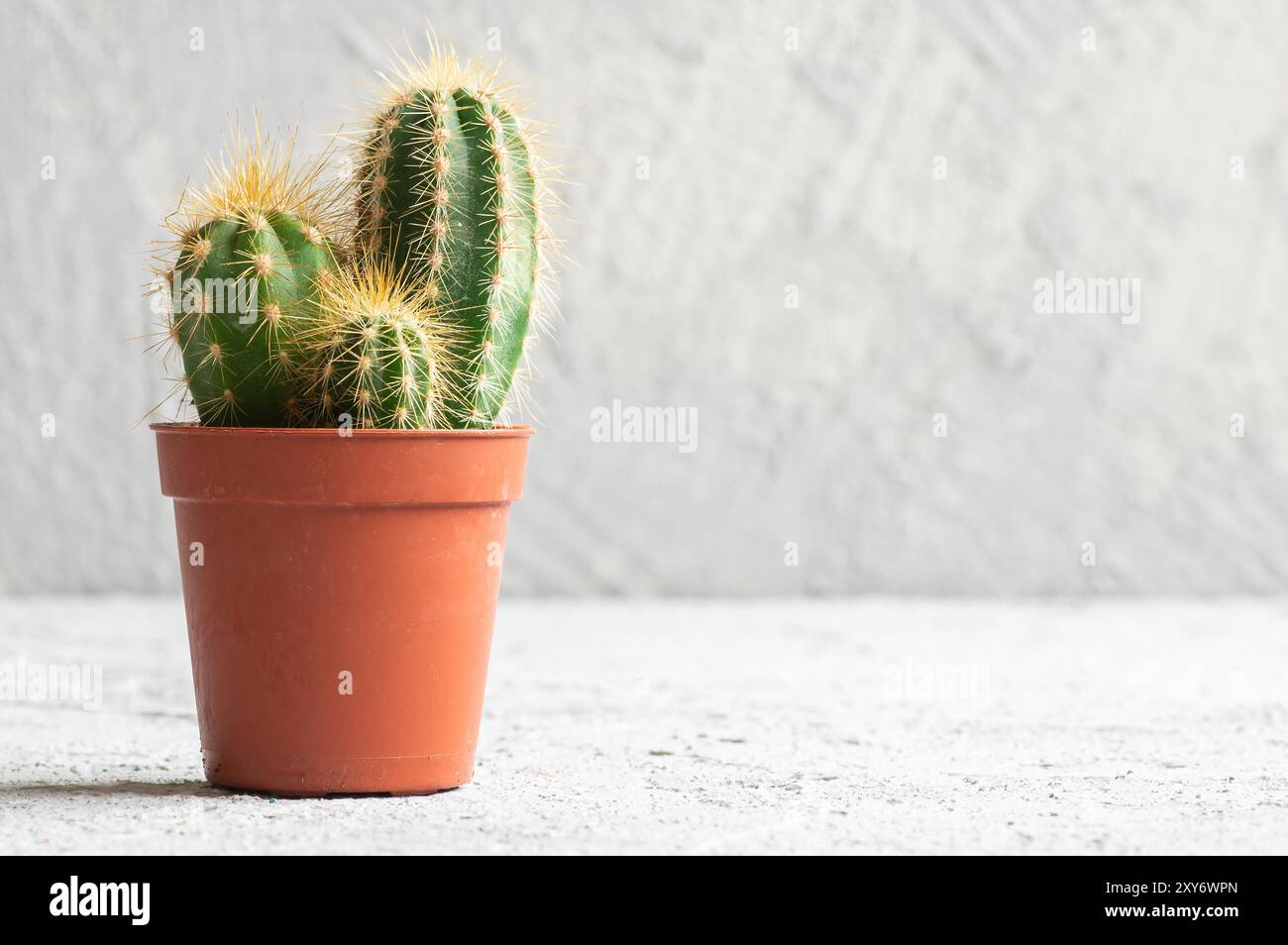 Succulenti cactus in vaso su fondo di pietra bianca, piccola pianta decorativa Foto Stock