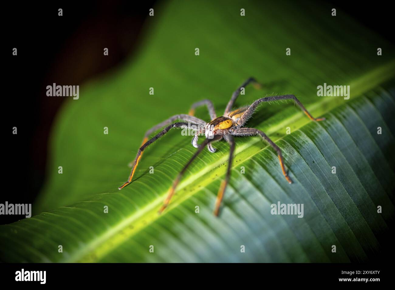 Ragno pettine Getazi o ragno banana Getazi (Cupiennius tazi), maschio adulto seduto su una foglia di notte, di notte nella foresta pluviale tropicale, Refugio Naci Foto Stock