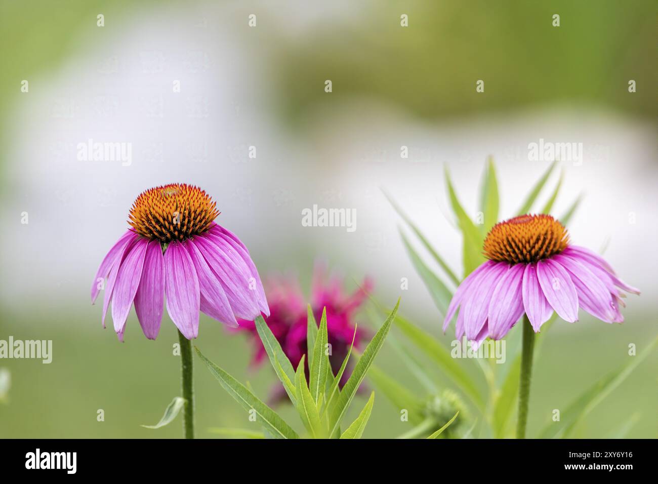 Il coneflower viola pallido, una specie minacciata nel Wisconsin, è una specie autoctona Foto Stock