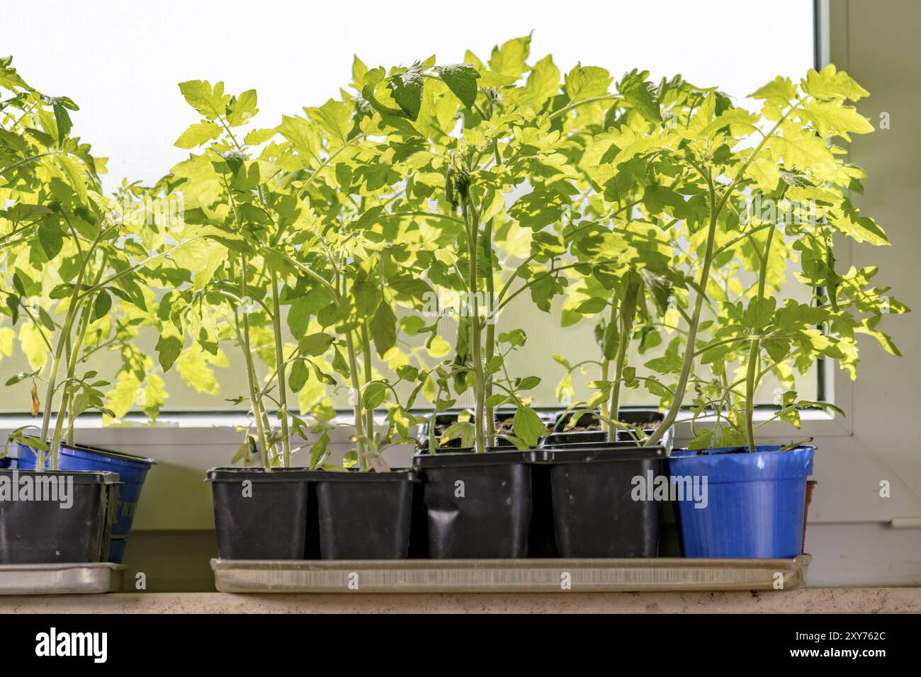 Giovani piante di pomodoro nelle loro pentole di piante su davanzale Foto Stock