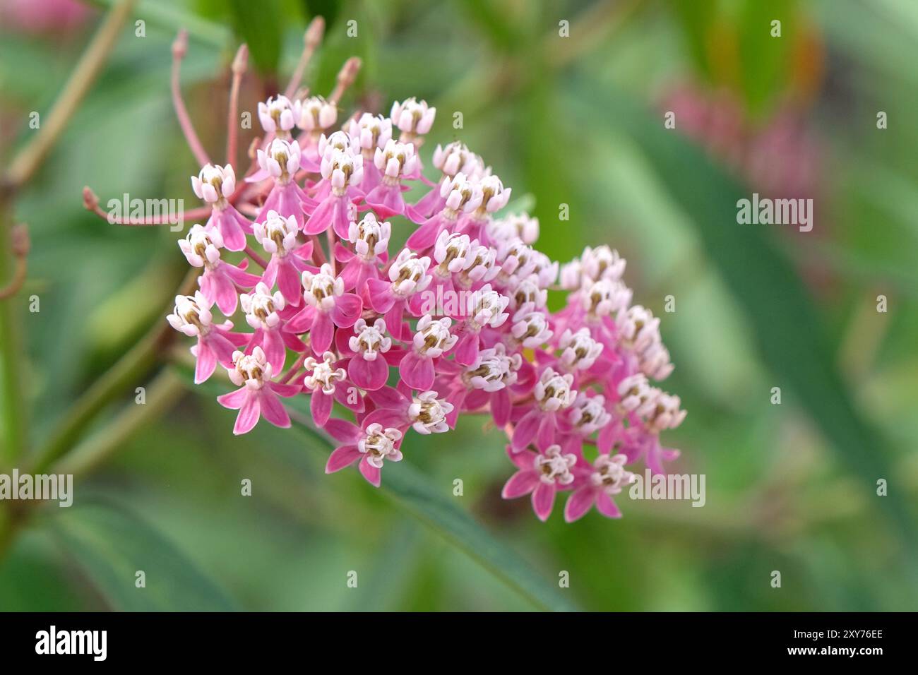 Asclepias incarnata rosa, alghe di latte paludosa, alghe di latte rosa, fiori di latte rosa, alghe di seta palude, o canapa bianca indiana in fiore. Foto Stock