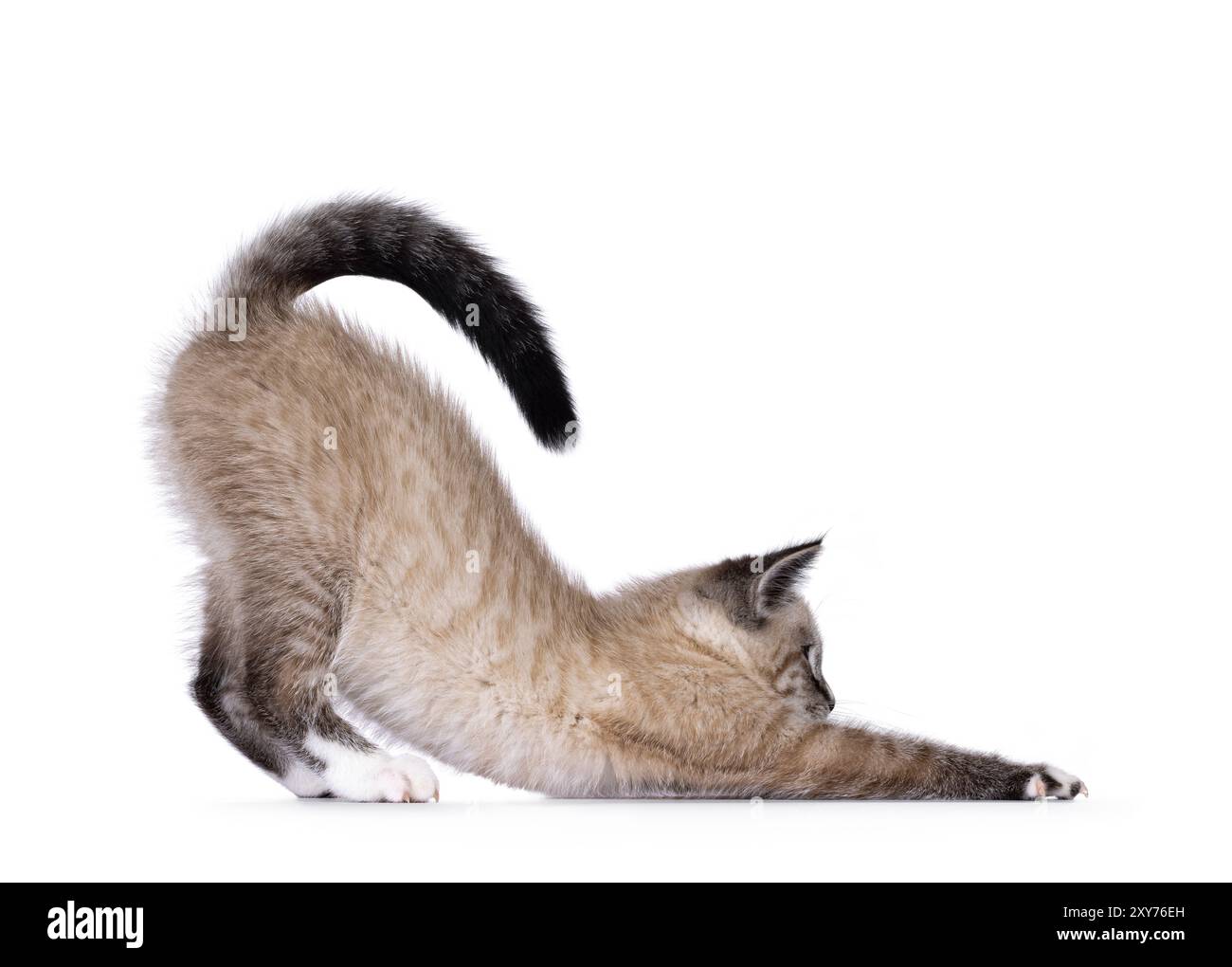 Gattino carino, con motivo a punta di tabby, che si inchina lateralmente come se fosse steso verso il basso, posa da yoga per cani. Guardando avanti mostrando il profilo. Foto Stock