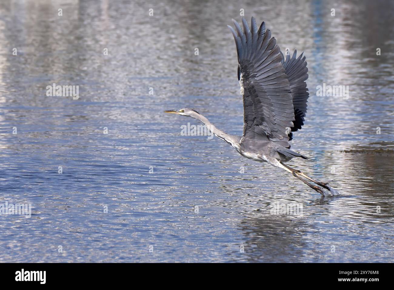 Heron grigio (Ardea cinerea) con vista laterale partendo dall'acqua blu brillante Foto Stock