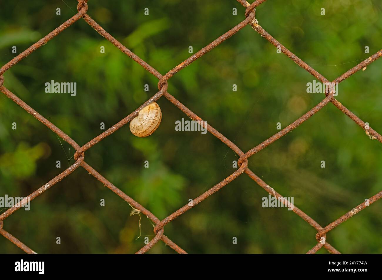 Una lumaca aggrappata al recinto del giardino. Foto Stock