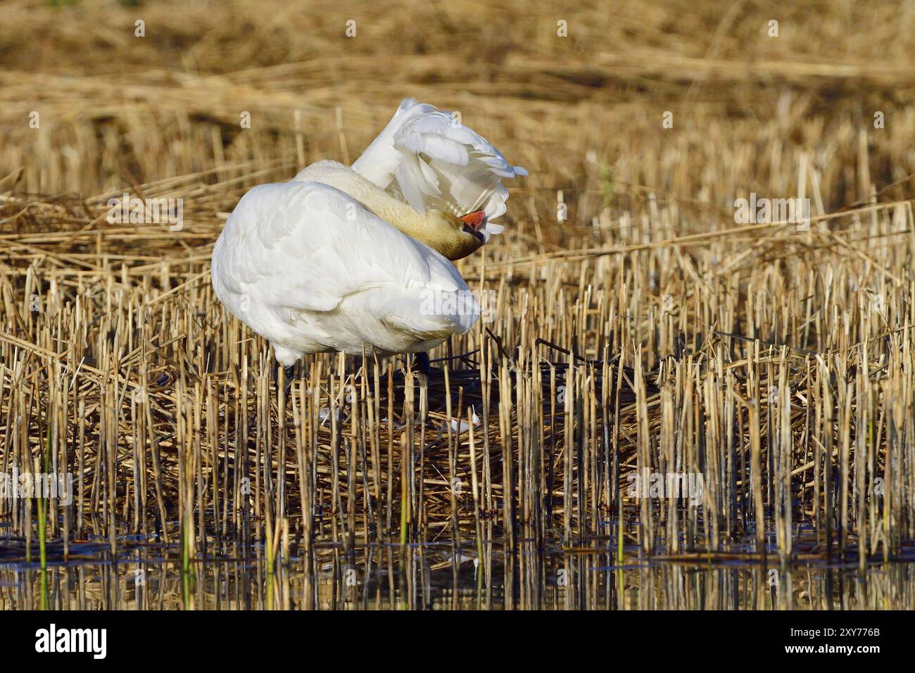 Mute Swan in Territory Battle in primavera, Mute Swan durante la stagione riproduttiva Foto Stock