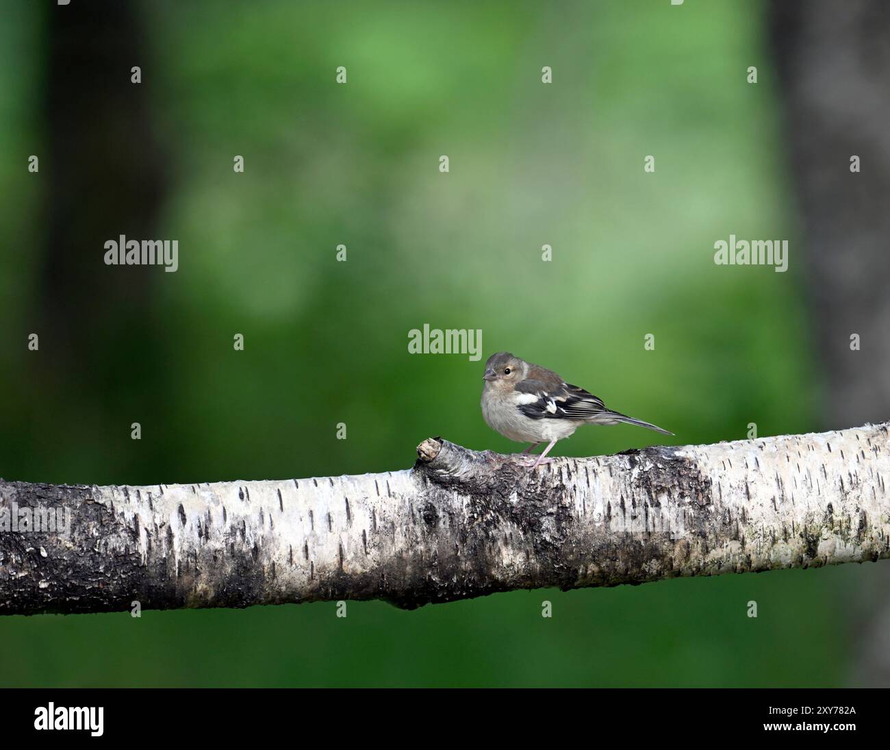 Chaffinch - Fringilla coelebs; Foto Stock