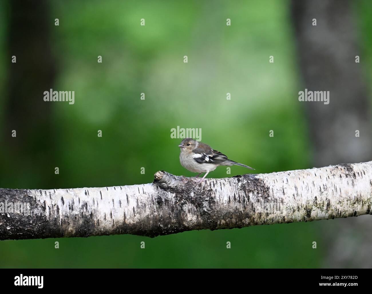 Chaffinch - Fringilla coelebs; Foto Stock