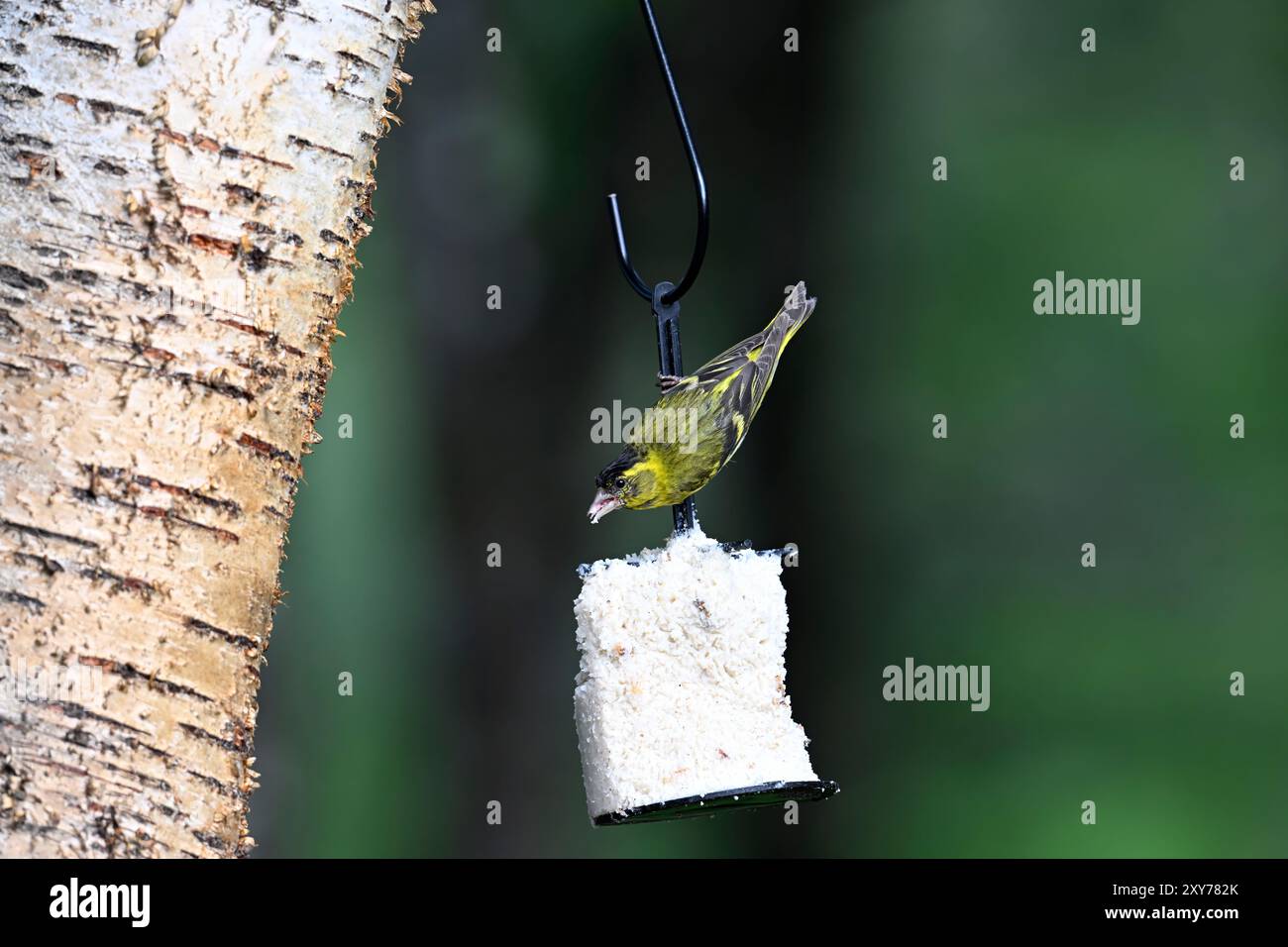 Siskin si sta nutrendo di un mangime di grasso Foto Stock