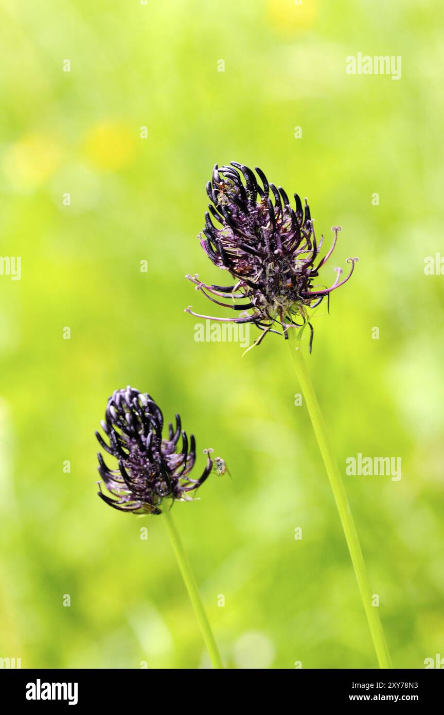 L'artiglio del diavolo nero è una pianta che ama la calce sui prati di brughiera e sulle praterie povere di nutrienti. Phyteuma nigrum Foto Stock