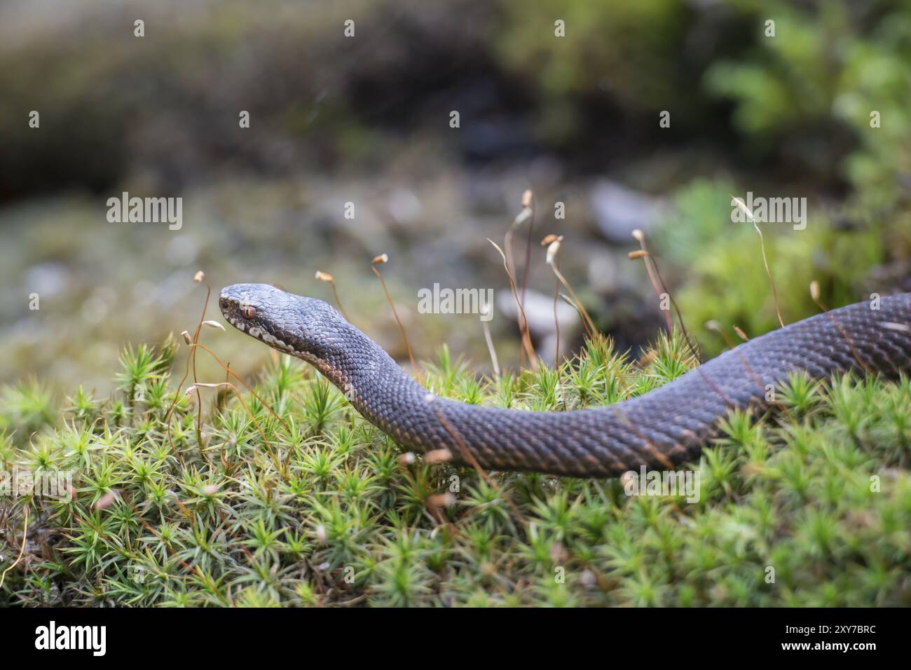 Adder, Vipera berus, adder comune europeo Foto Stock