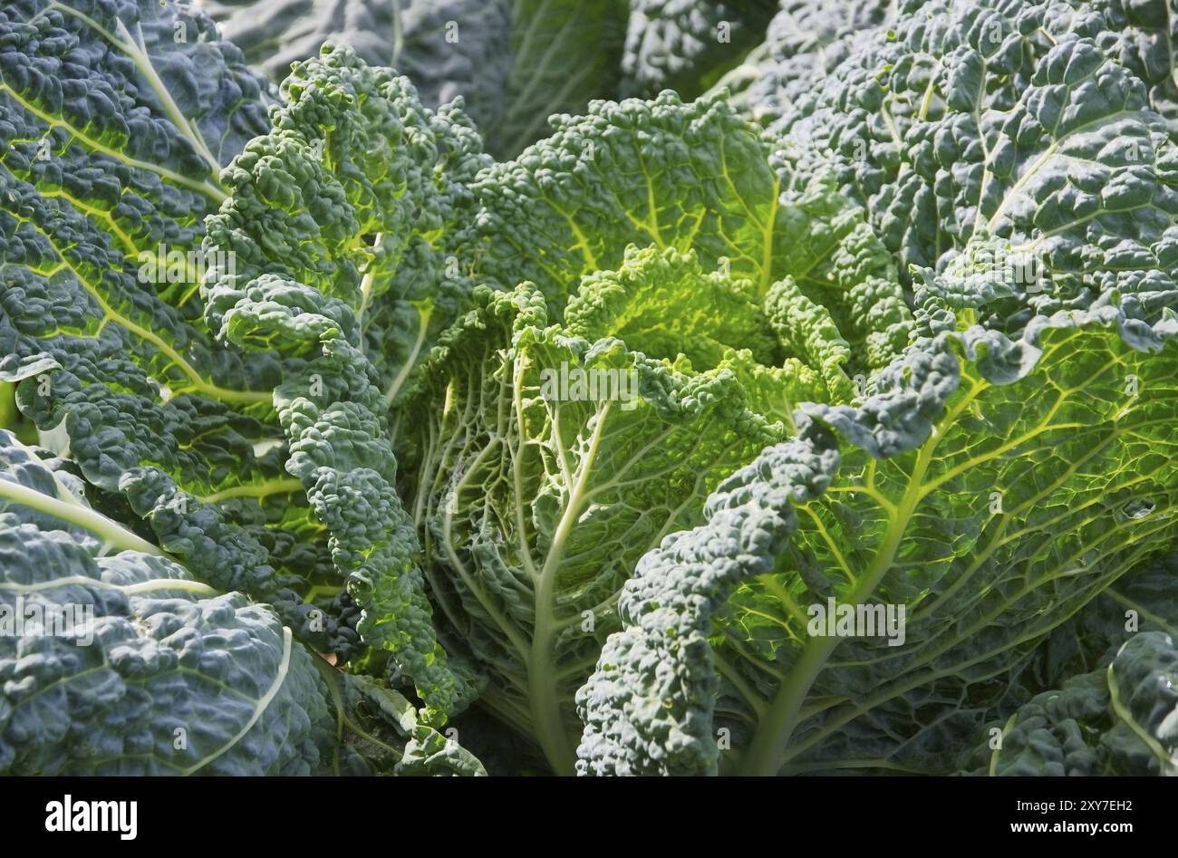 Savoy Cabbage, Savoy Cabbage 05 Foto Stock
