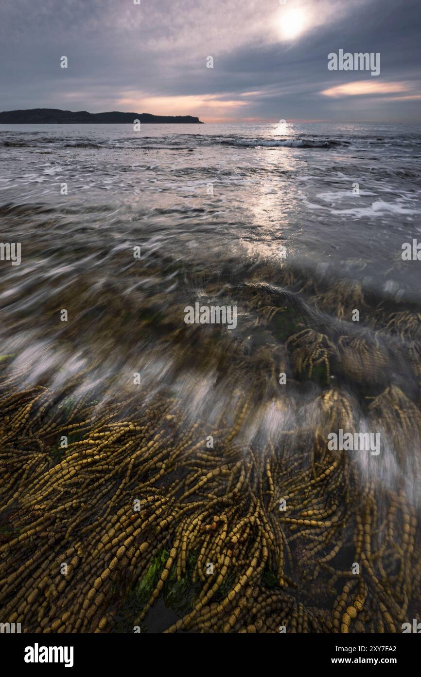 onde che si infrangono sulle alghe marine sulla spiaggia delle perle sulla costa centrale del new south wales in australia Foto Stock