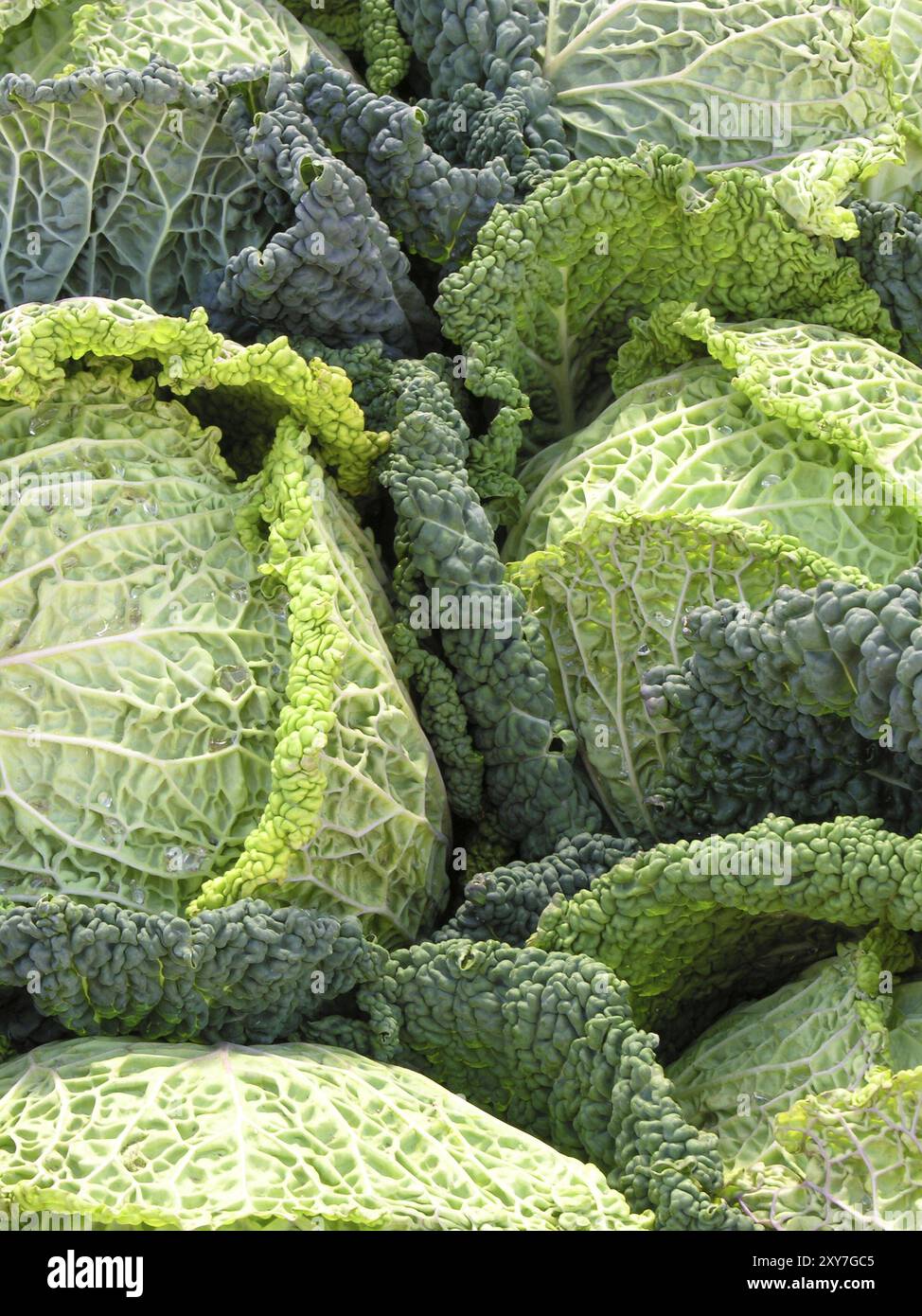 Verza Foto Stock