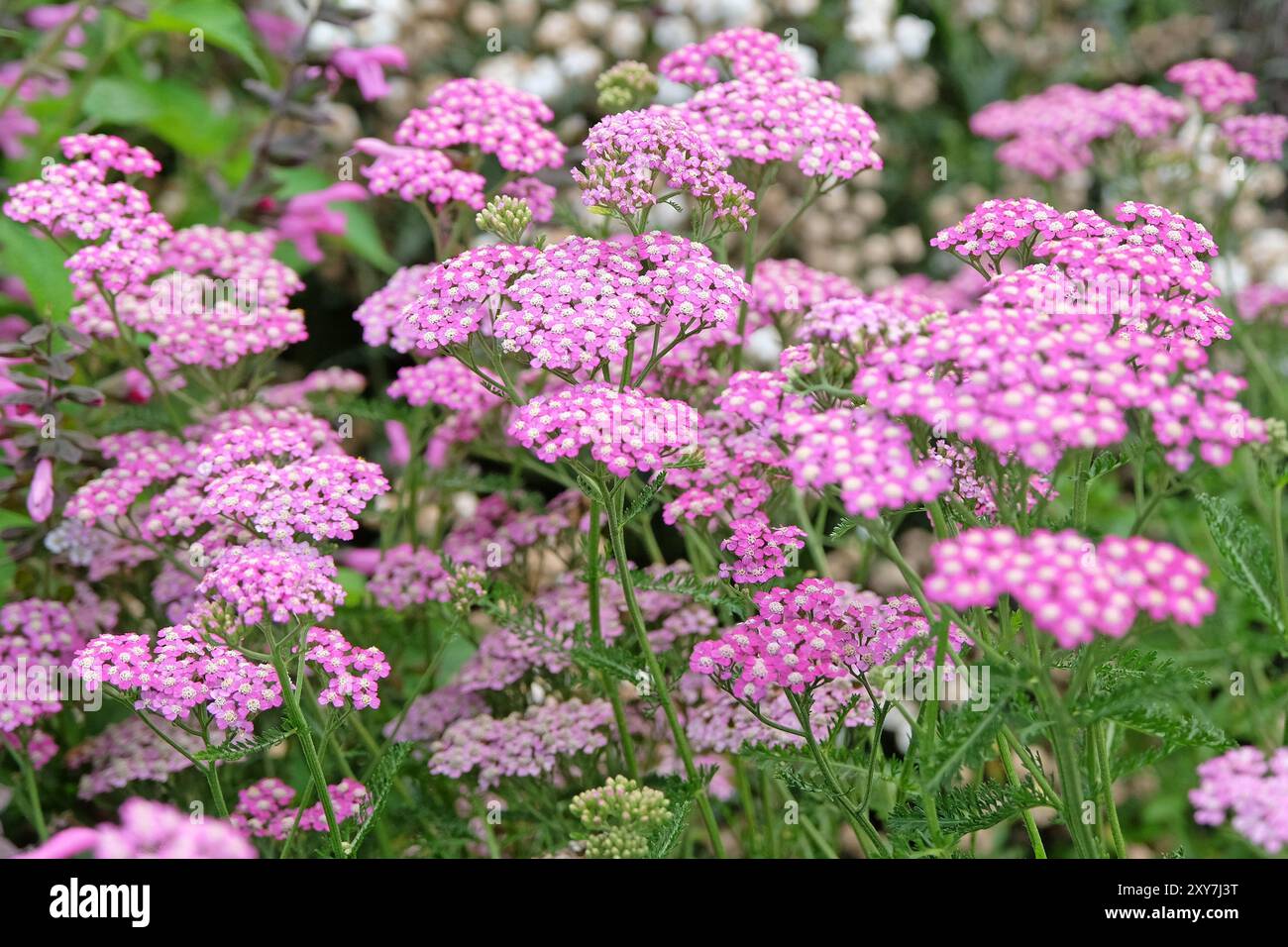 Achillea millefolium, giardinetto comune rosa «Cerise Queen» in fiore. Foto Stock