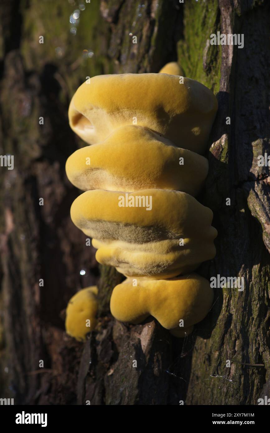 Giovane fungo zolfo su un salice. Granchio del bosco su un albero Foto Stock