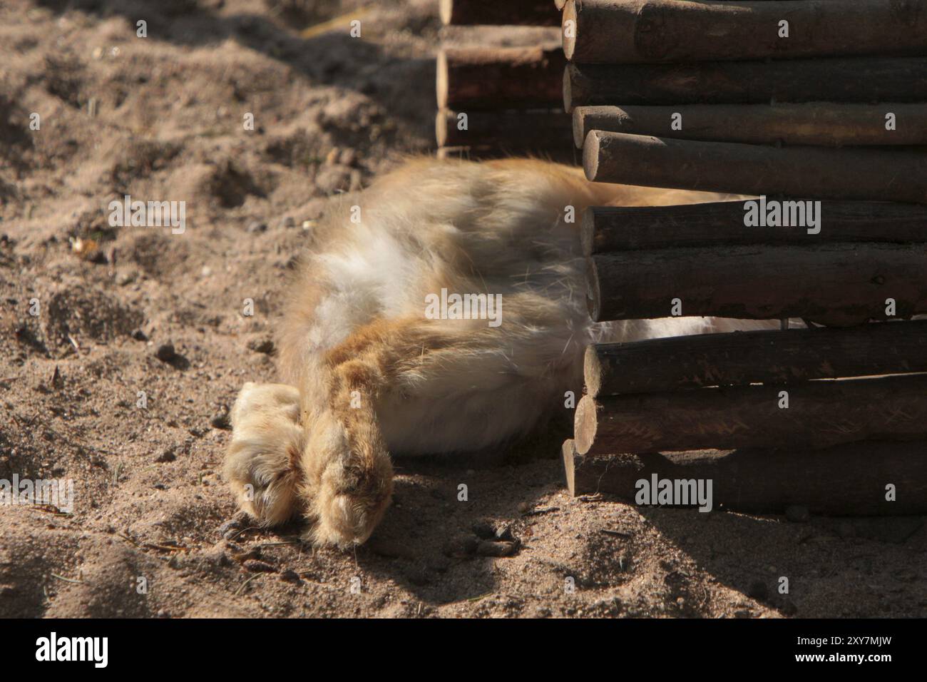 Nascondiglio per conigli Foto Stock