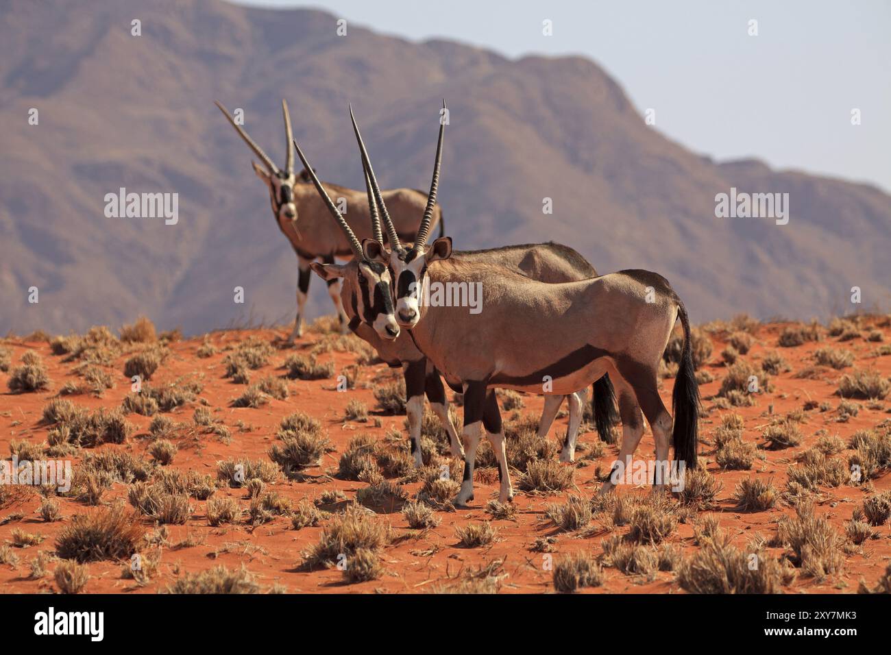 Antilopi Oryx nella riserva naturale Namib Rand sui Wolwedans in Namibia Foto Stock