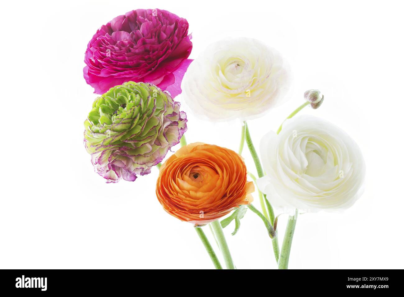 Bouquet con ranunculus su sfondo bianco Foto Stock