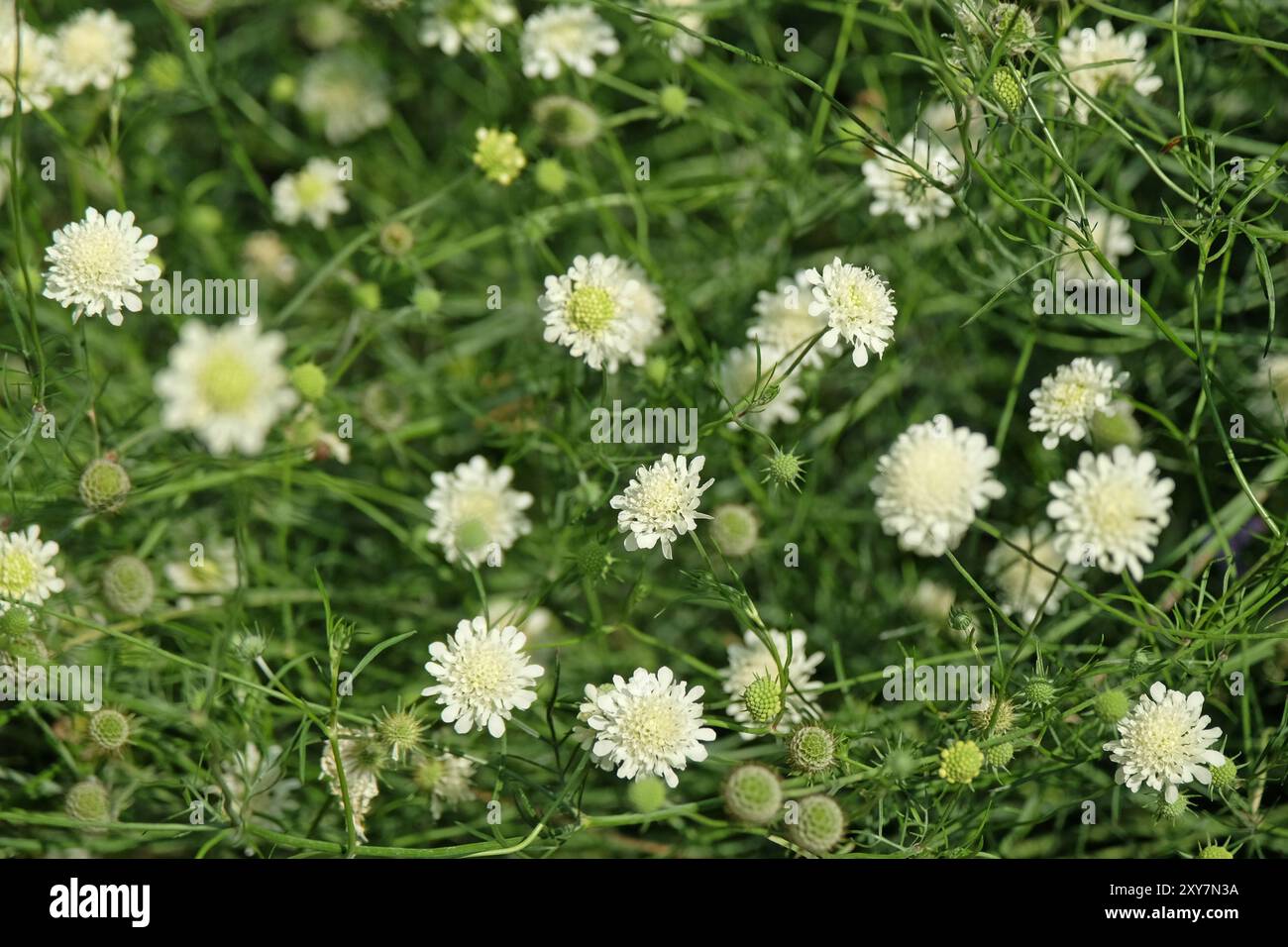 Crema scabica, Scabiosa ochroleuca, in fiore. Foto Stock