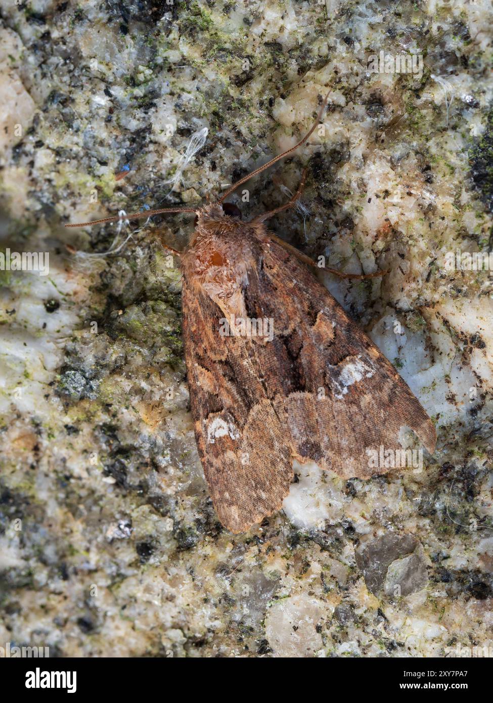 Comune falena rustica, Mesapamea secalis agg, un visitatore di giardini del Regno Unito che vola di notte Foto Stock