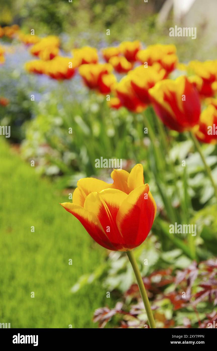 Tulip rosso giallo, Tulip rosso giallo 10 Foto Stock