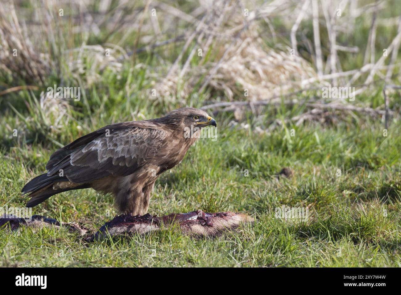 Aquila maculata minore, Aquila pomarina, aquila maculata minore Foto Stock