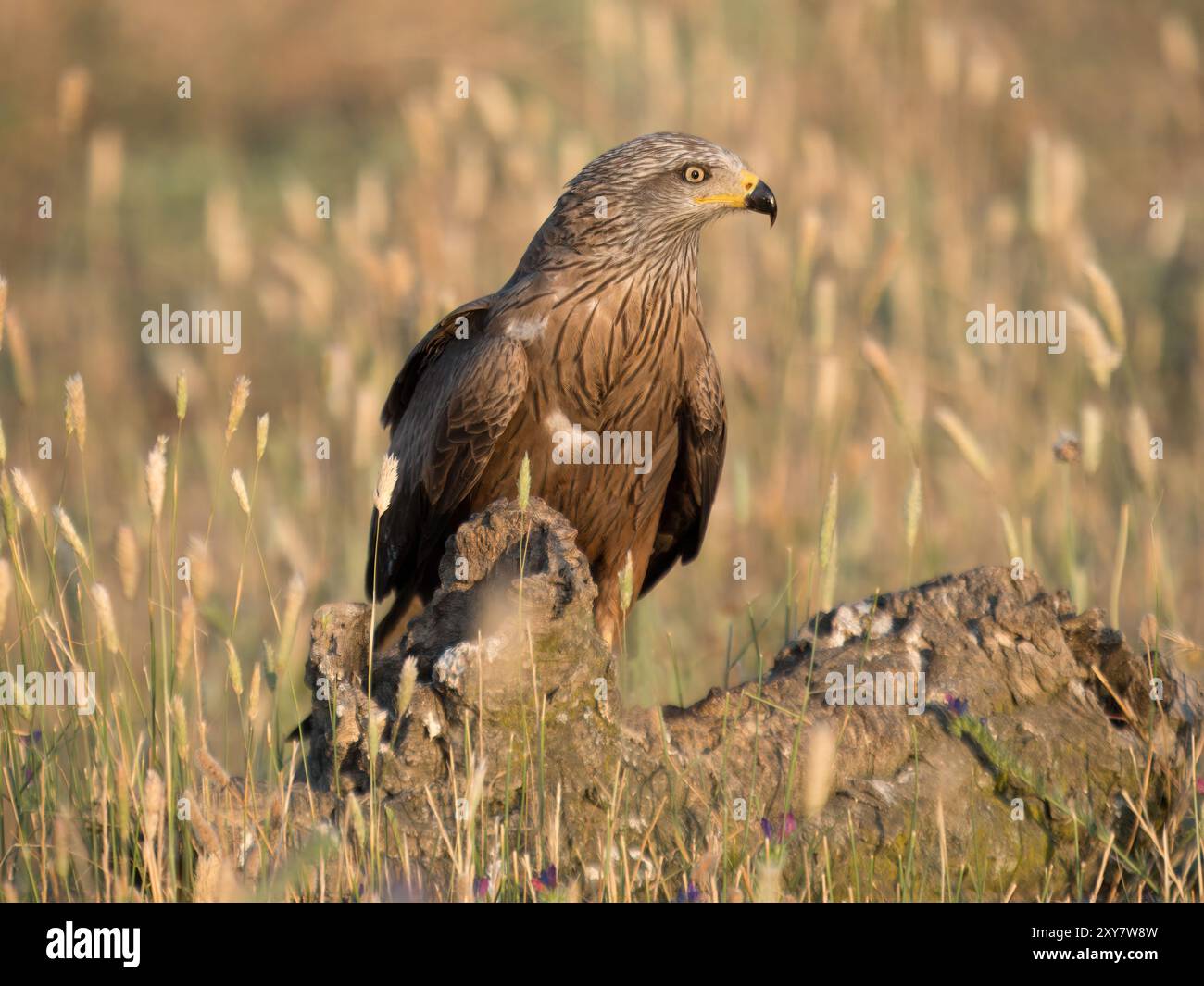 Black Kite (Milvus migrans) arroccato su rocce in lunghe praterie, Calera vicino a Talavera de la Reina, Spagna Foto Stock