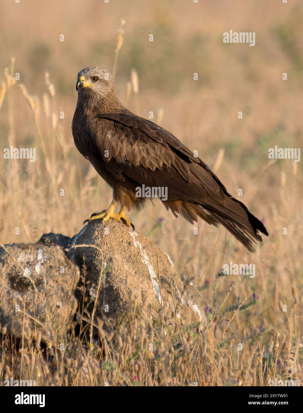 Black Kite (Milvus migrans) arroccato su rocce in lunghe praterie, Calera vicino a Talavera de la Reina, Spagna Foto Stock
