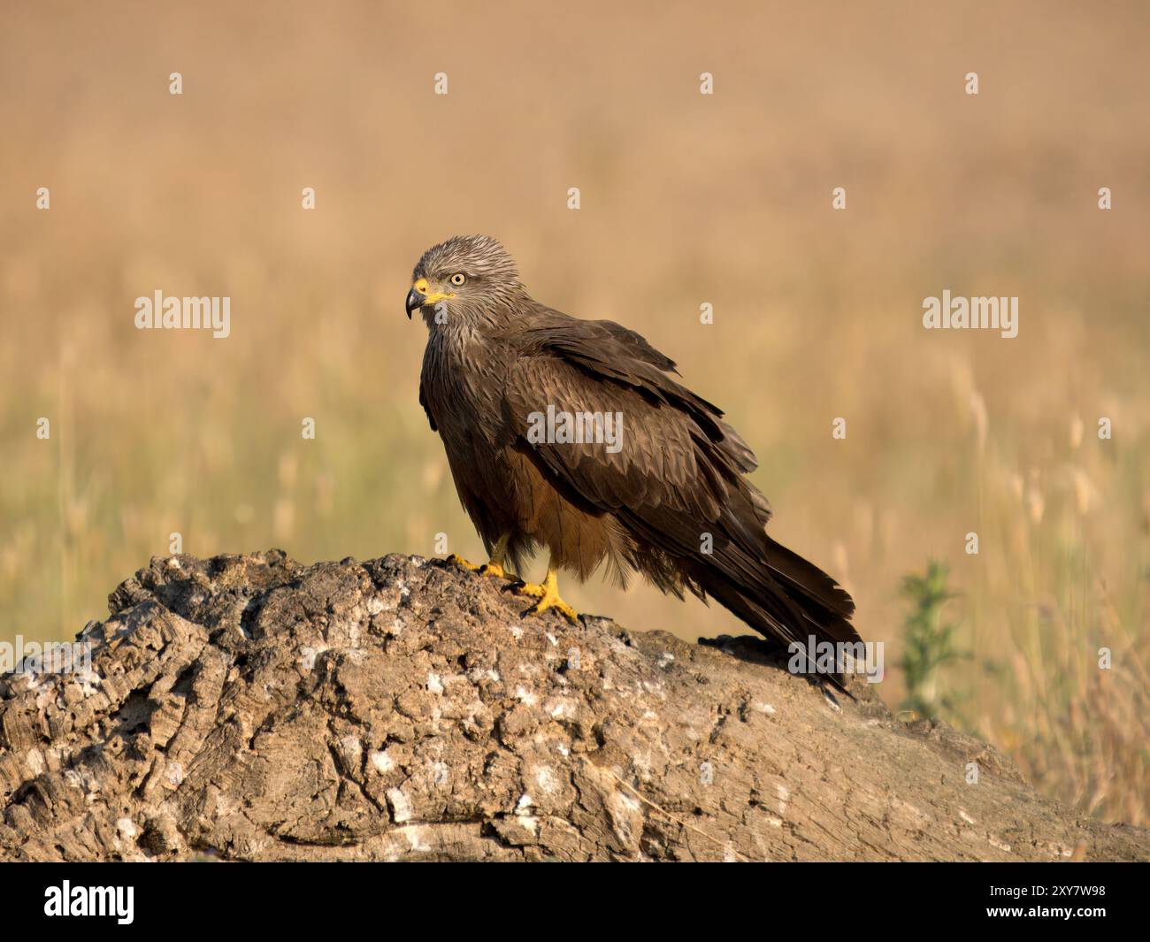 Black Kite (Milvus migrans) arroccato su rocce in lunghe praterie, Calera vicino a Talavera de la Reina, Spagna Foto Stock