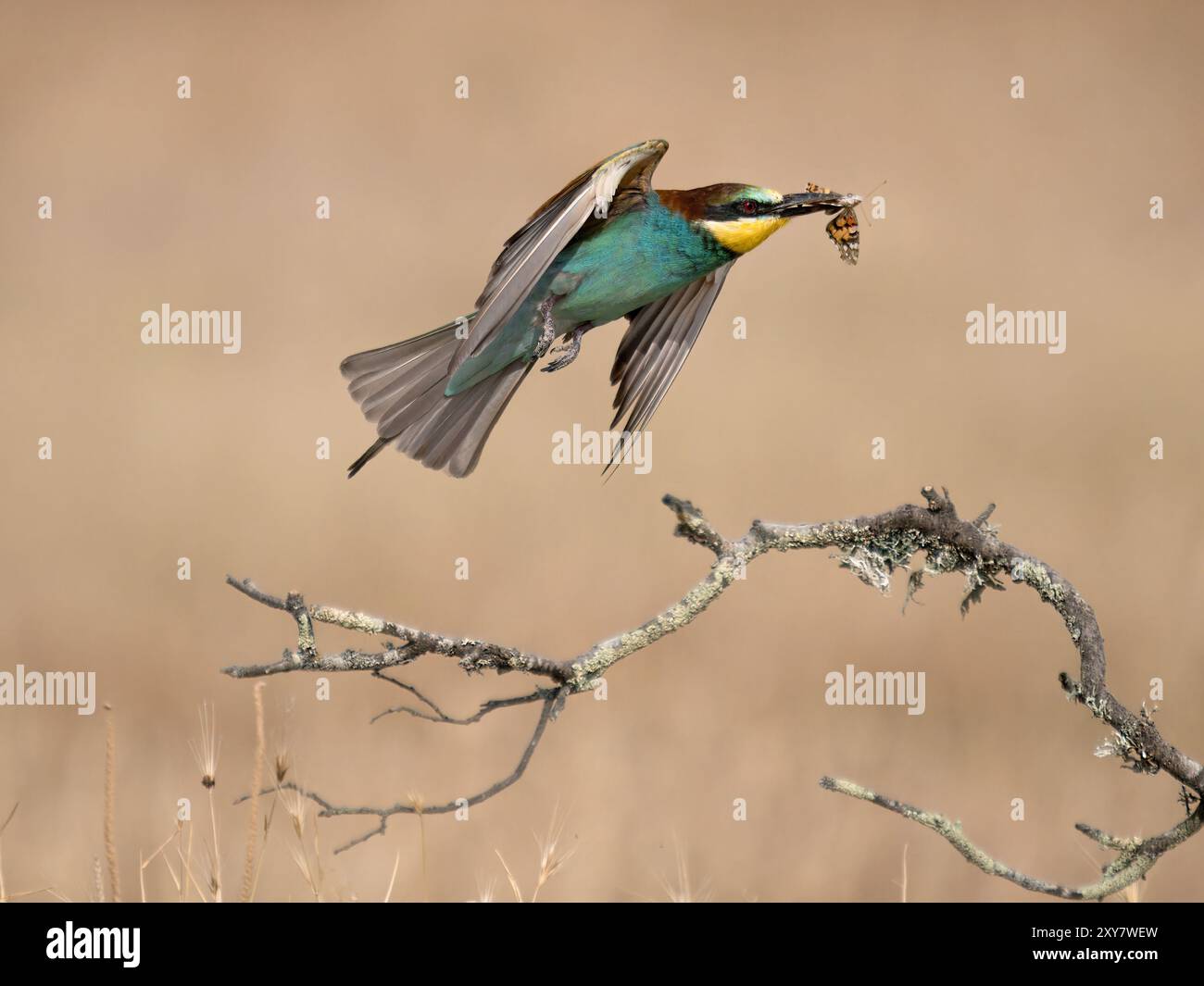 European Bee-Eater (Merops apiaster) in volo con preda in becco, Calera vicino a Talavera de la Reina, Spagna Foto Stock