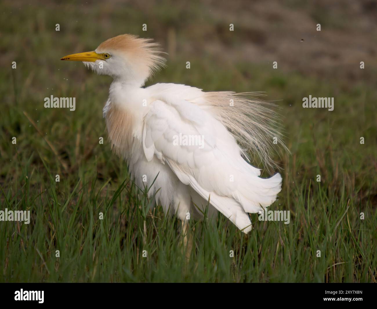 Cattle Egret (Bubulcus) guado, acqua potabile, Calera vicino a Talavera de la Reina, Spagna Foto Stock