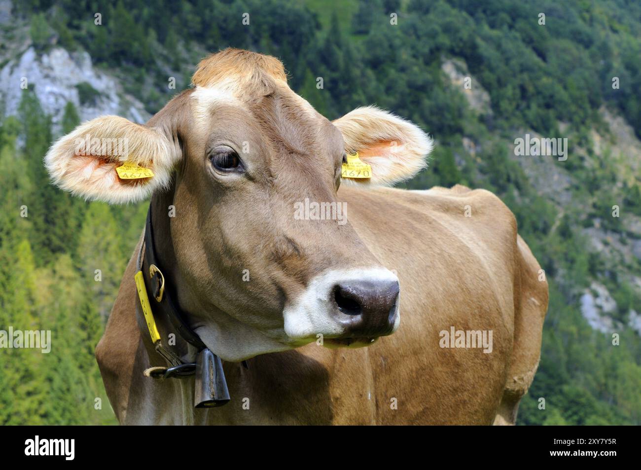 Swiss Brown Milchvieh, Schweiz Foto Stock