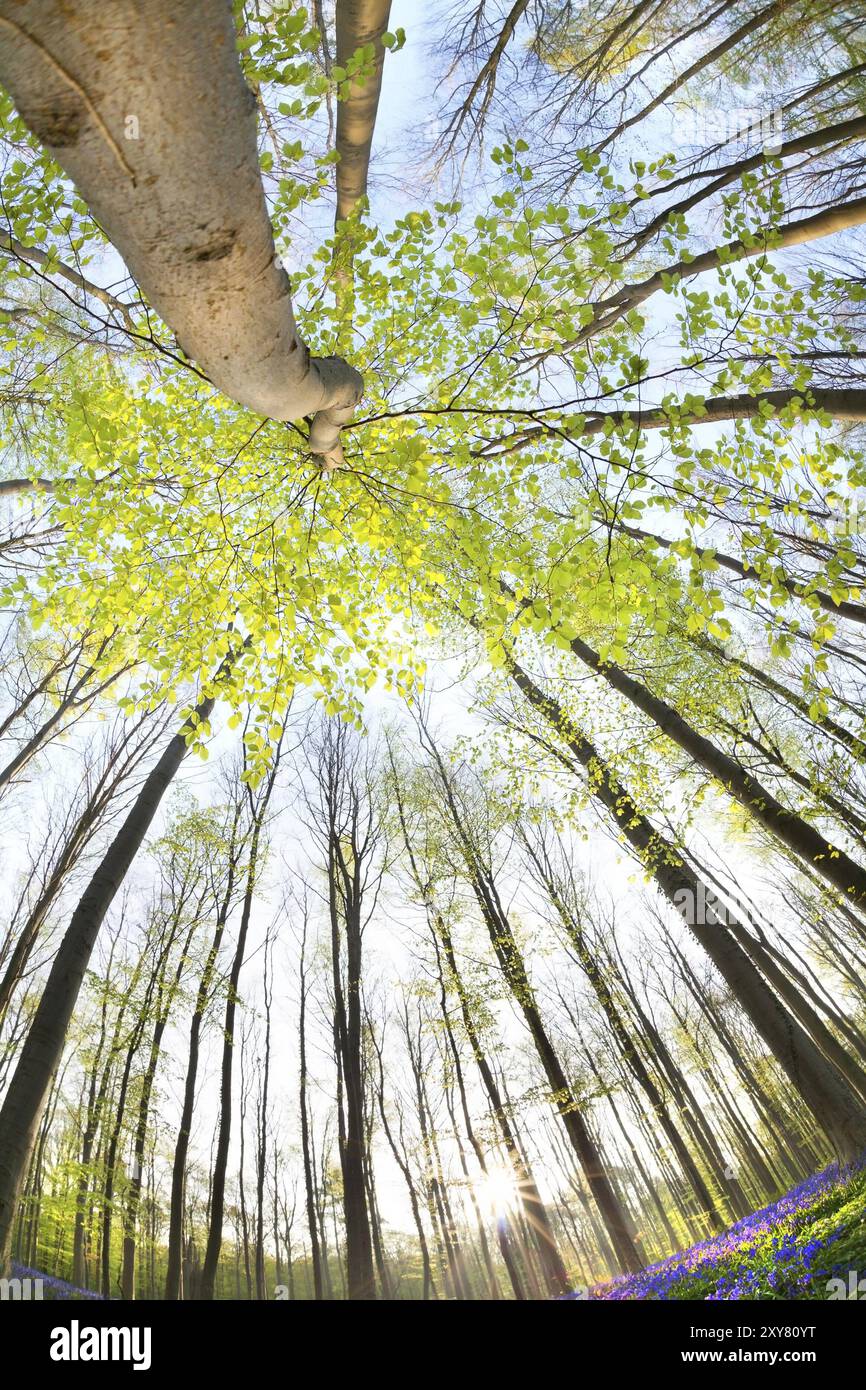 Luce del sole mattutina nella foresta primaverile tramite grandangolo Foto Stock