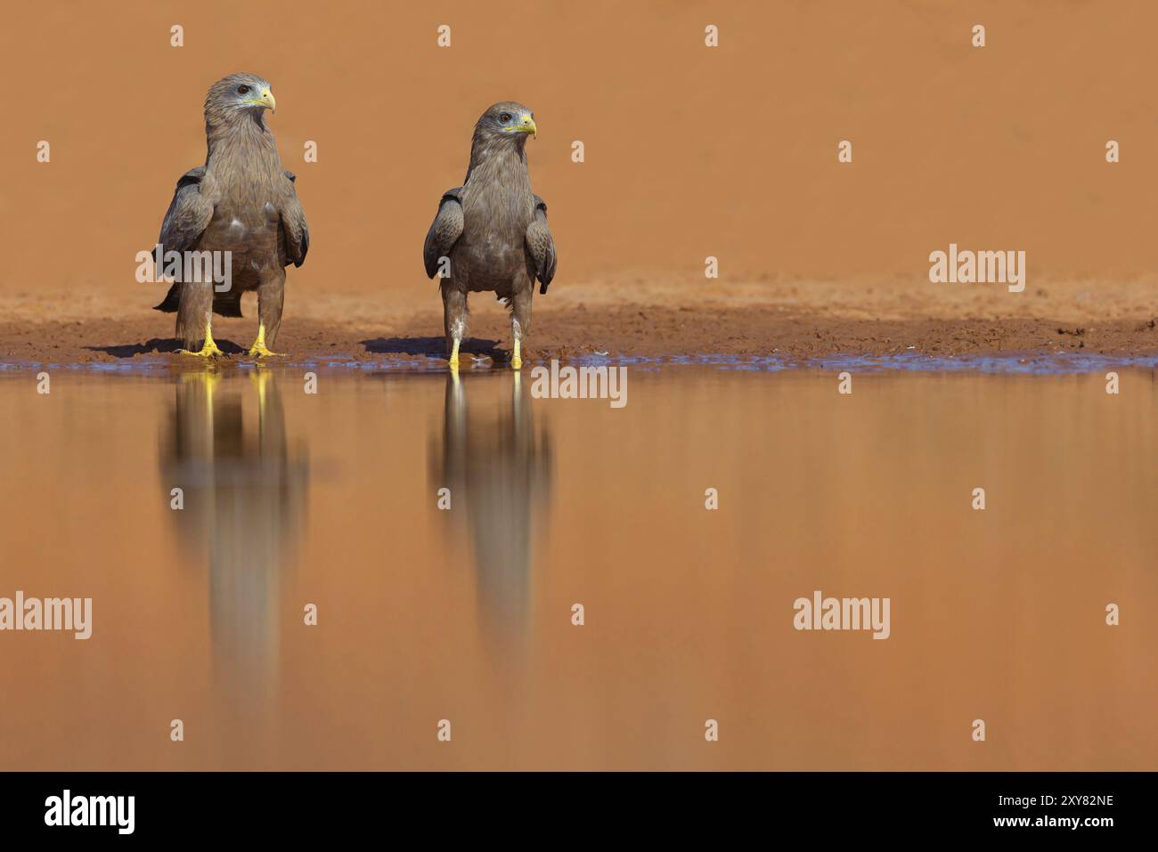 Black Kite, (Milvus aegyptius), Morgan Kunda Lodge/strada per Kat, Jajari, North Bank, Gambia, Africa Foto Stock