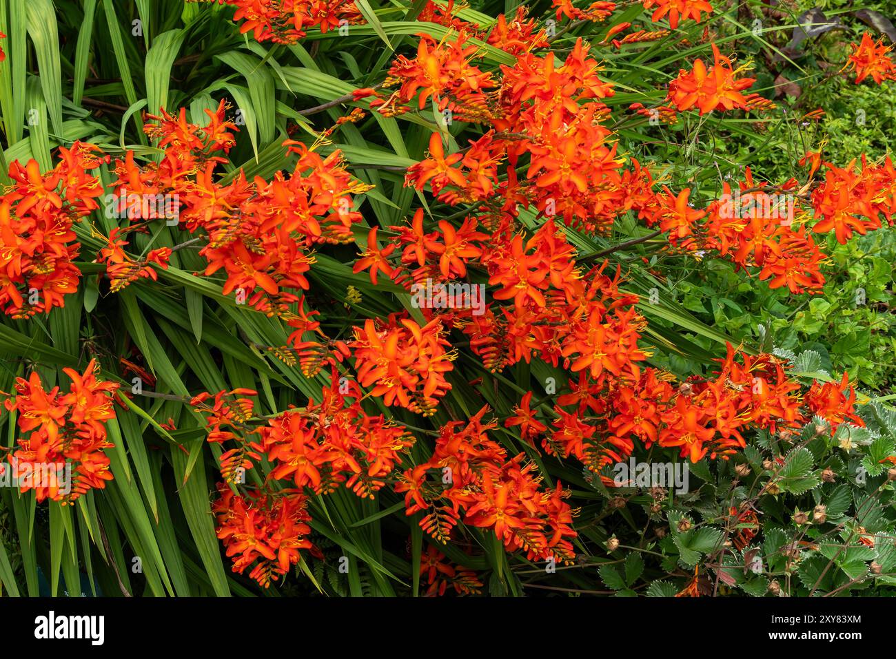 Crocosmia 'Spitfire' una pianta in fiore autunnale estiva con un fiore d'arancio rosso estivo noto anche come montbretia, immagine fotografica del parco di giardinaggio Foto Stock