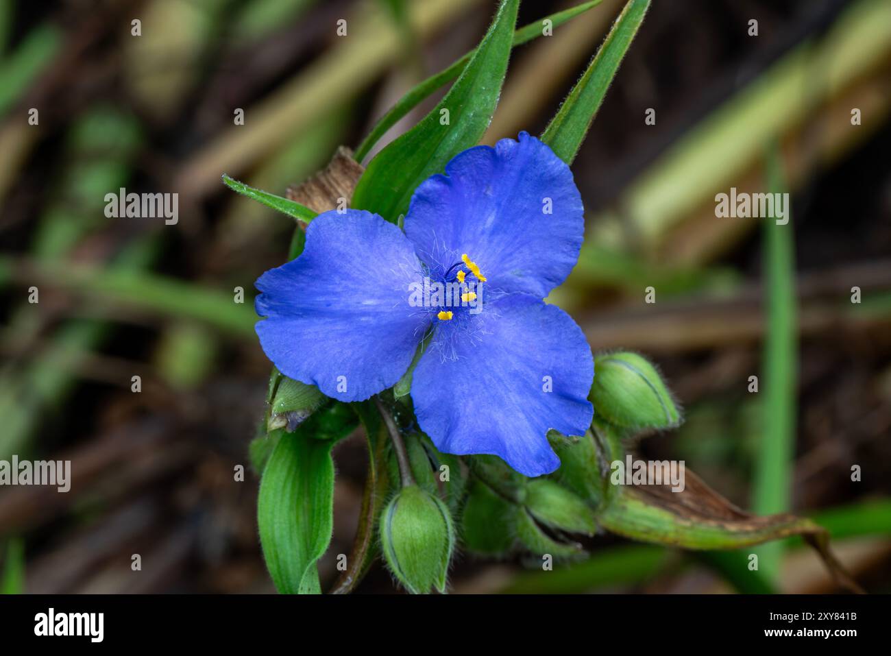 Tradescantia (gruppo Andersoniana) 'J. C. Weguelin' pianta autunnale estiva fiorita con un fiore estivo di colore blu comunemente noto come giglio ragno, Foto Stock
