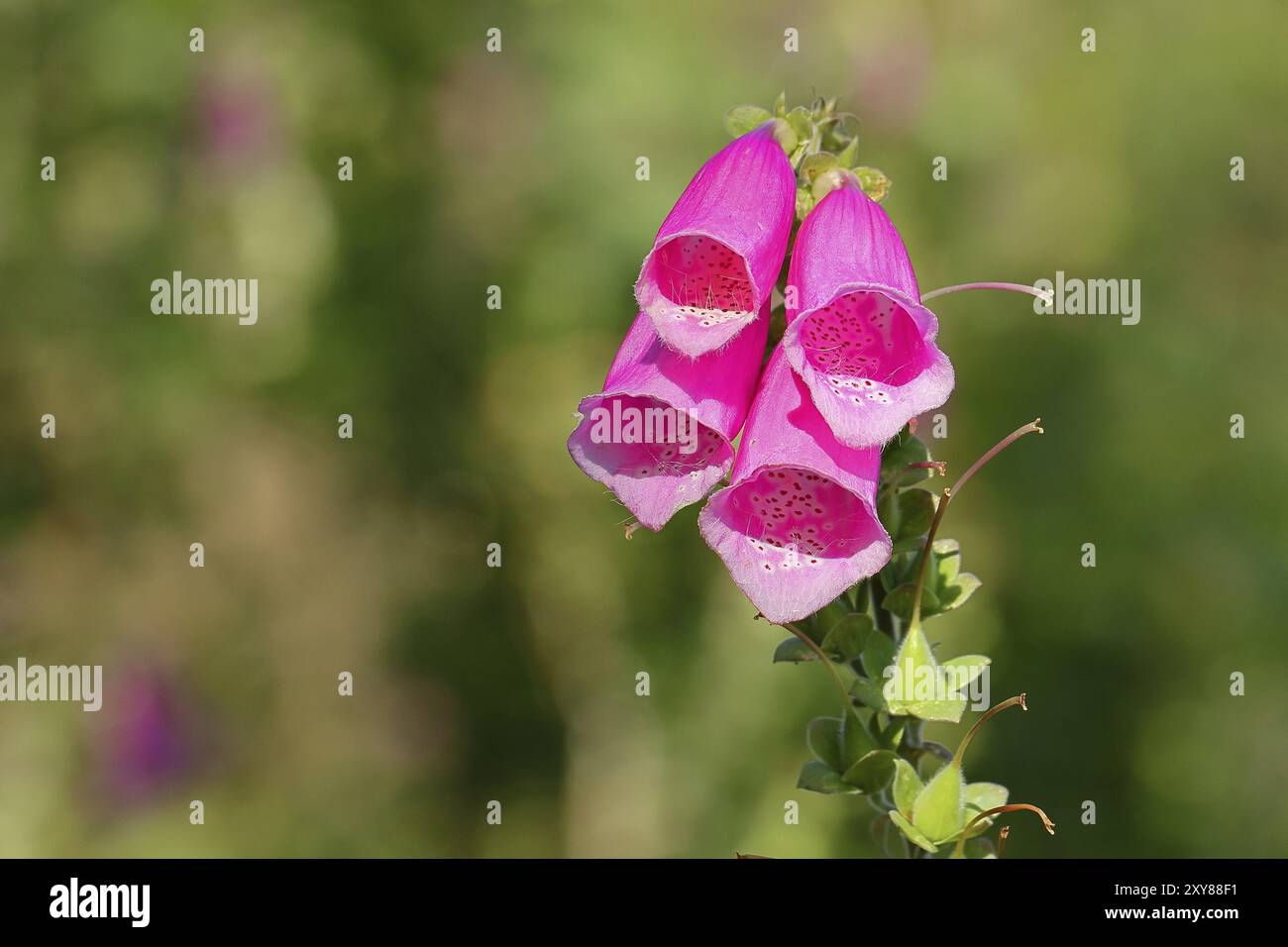 foglove comune (digitalis purpurea), fiori della famiglia delle piantane, pianta velenosa altamente tossica e letale, Wilnsdorf, Renania settentrionale-Vestfalia, germe Foto Stock