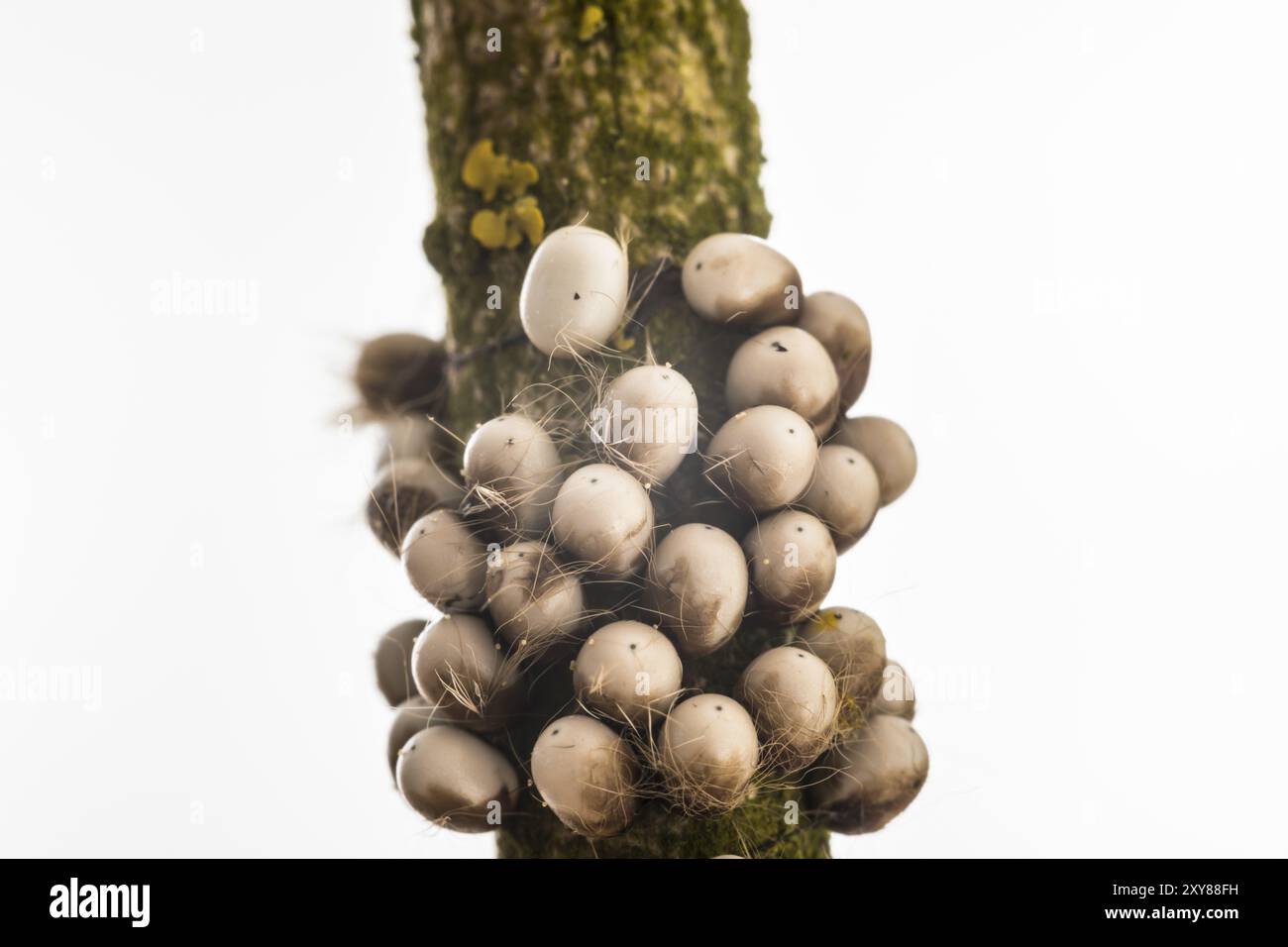 Piccola falena imperatore, uova, pavonia di Saturnia, piccola falena imperatore, uova Foto Stock