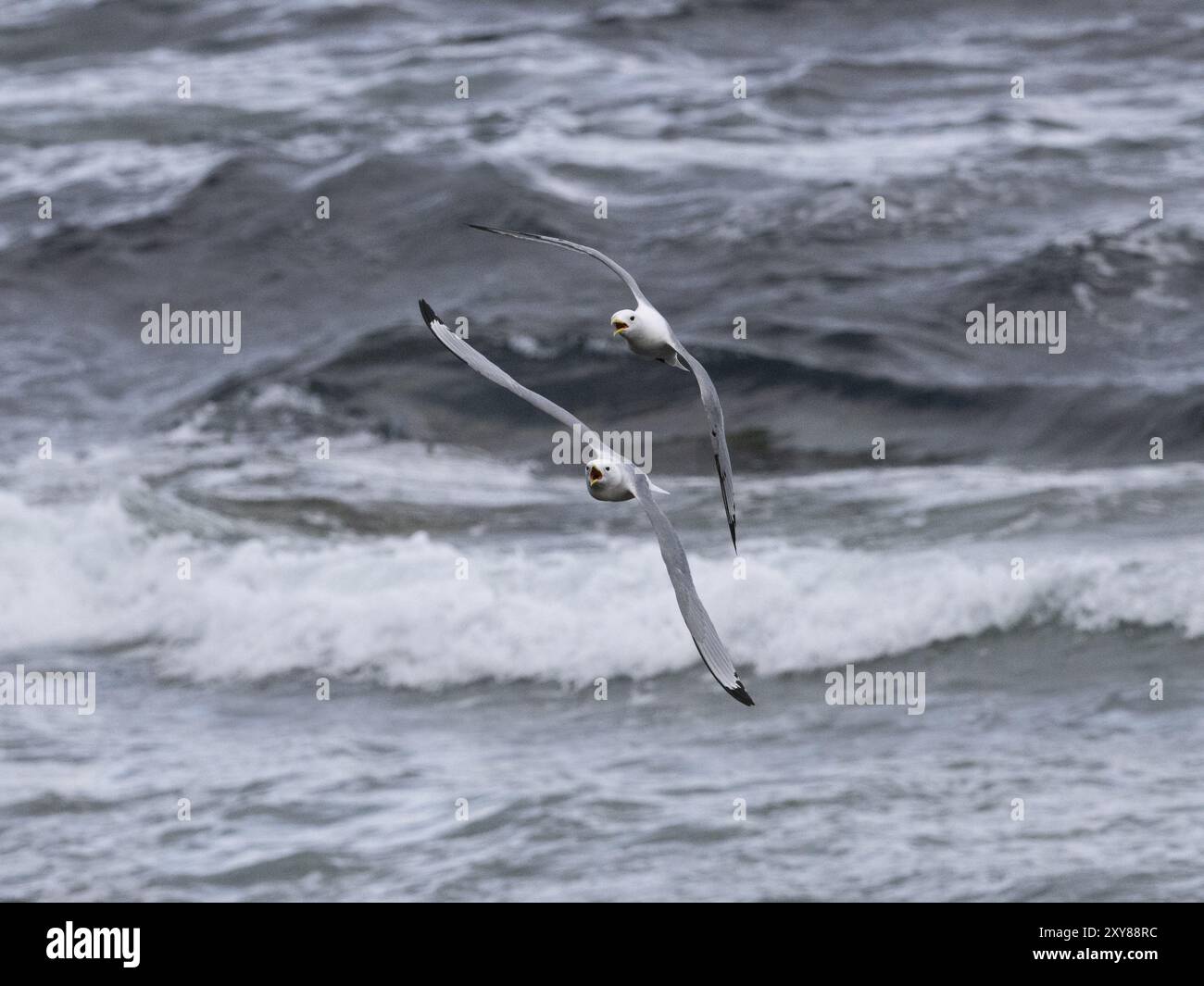 Kittiwake dalle zampe nere (Rissa tridactyla), due uccelli adulti in volo, che si inseguono a vicenda, maggio, Fiordo di Varanger, Norvegia, Europa Foto Stock