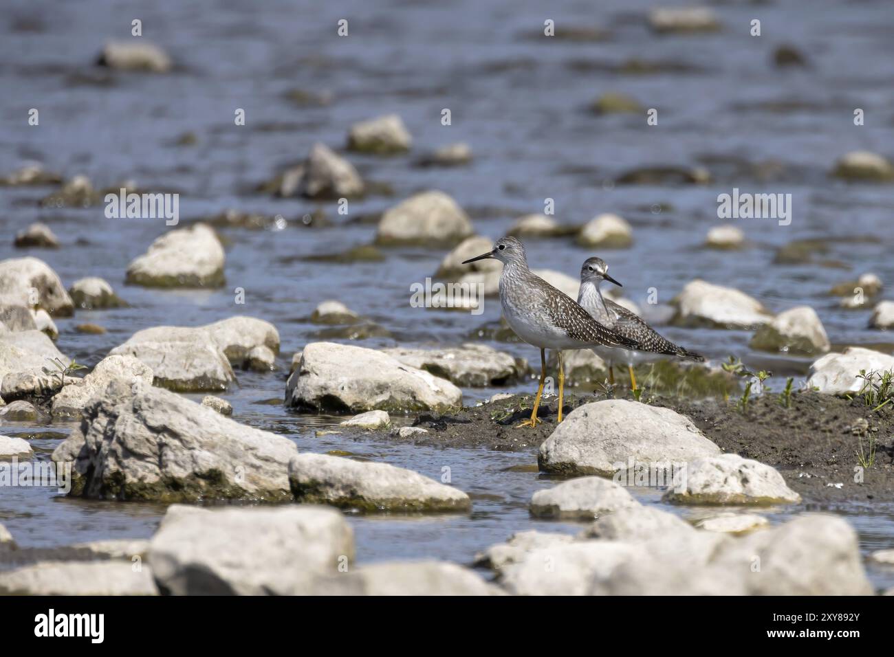 I trampolieri o gli uccelli marini si trovano comunemente a guado lungo le coste e le distese fangose per il foraggio di cibo che strisciano o scavano nel fango e nella sabbia, di solito Foto Stock