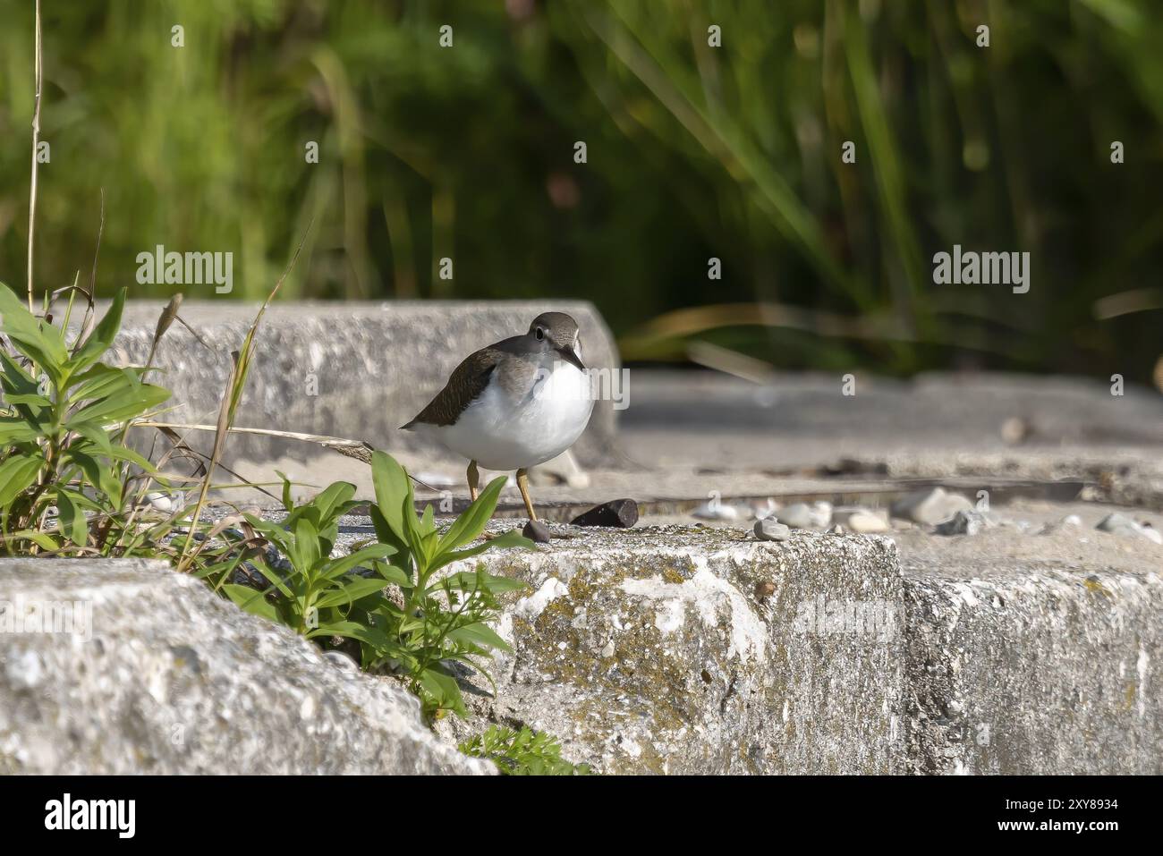 I trampolieri o gli uccelli marini si trovano comunemente a guado lungo le coste e le distese fangose per il foraggio di cibo che strisciano o scavano nel fango e nella sabbia, di solito Foto Stock