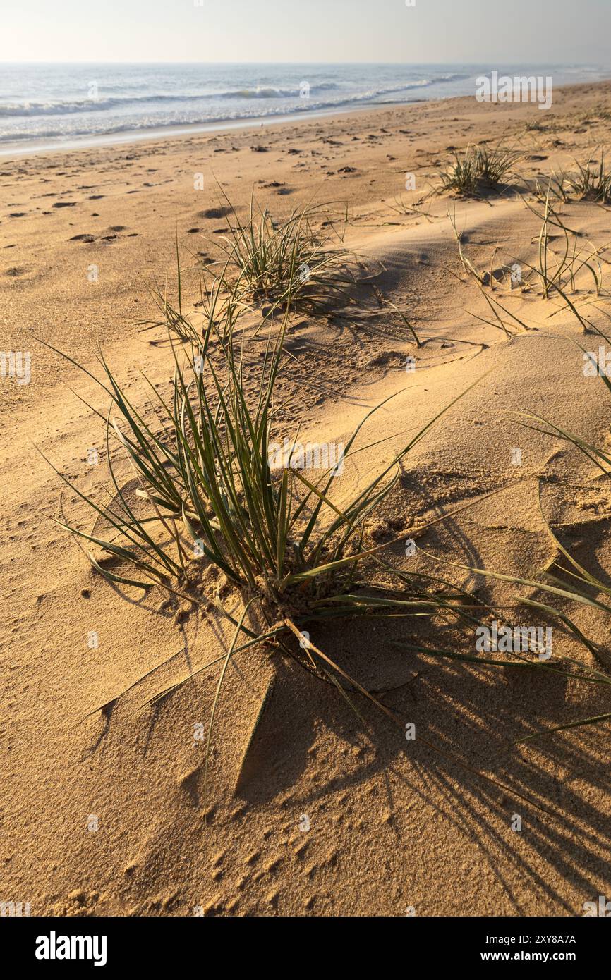 prato sulla spiaggia di wooli alla luce del mattino sulla costa nord del new south wales dell'australia Foto Stock