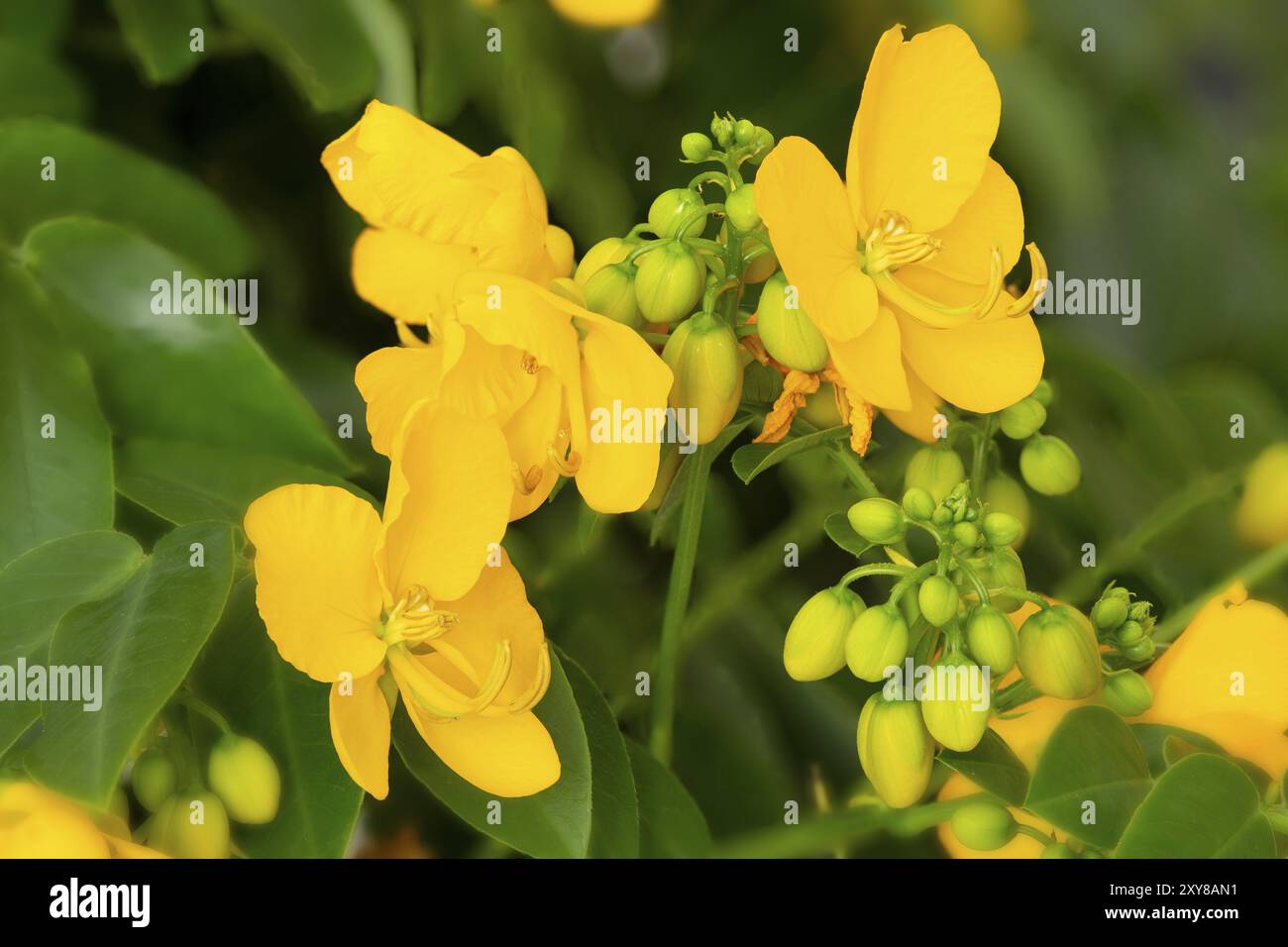 Cassia Corymbosa o Senna, primo piano Foto Stock